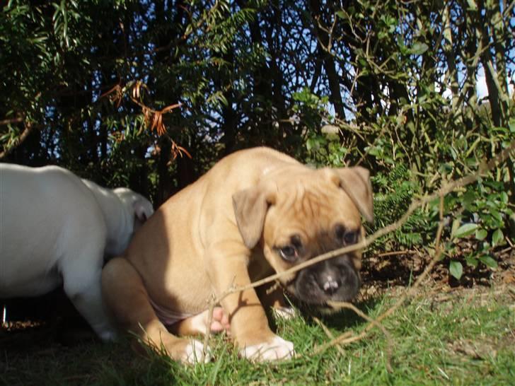 Amerikansk bulldog Fie billede 3