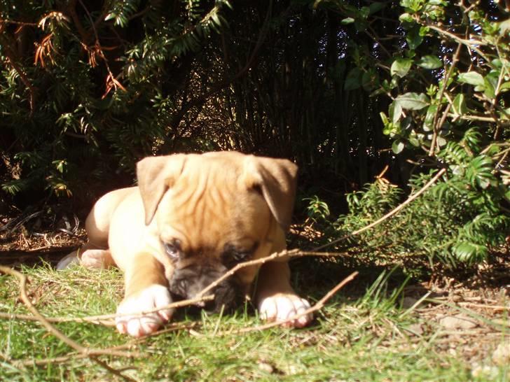 Amerikansk bulldog Fie billede 4