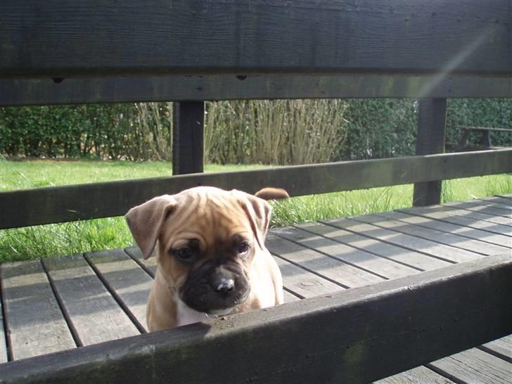 Amerikansk bulldog Fie billede 5