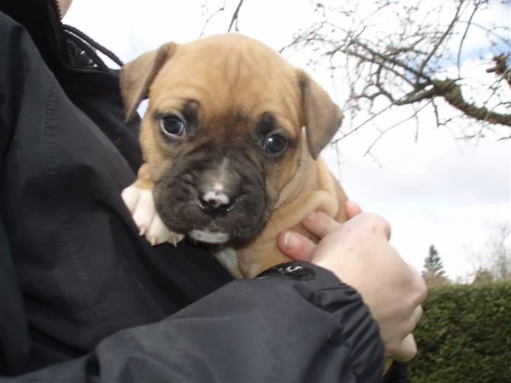 Amerikansk bulldog Fie billede 6