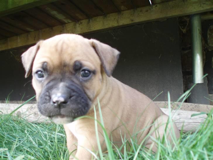 Amerikansk bulldog Fie billede 8