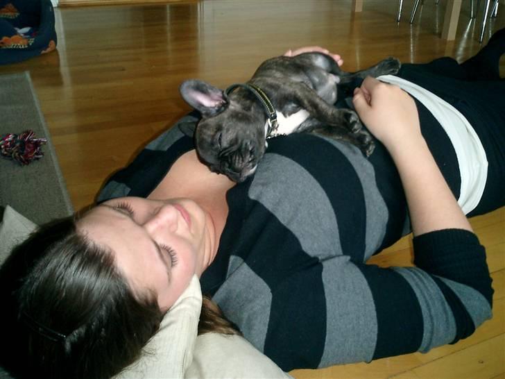 Fransk bulldog Bonzo RIP d. 7.4.10... - at sove på mor er det bedste der findes. billede 2