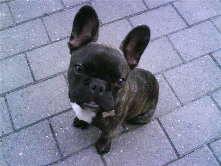 Fransk bulldog Bonzo RIP d. 7.4.10... - mig? underbid. neeej ... hihi billede 3