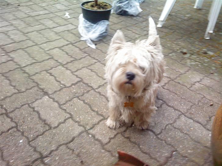 West highland white terrier Kni's Ficus Boucle(Viggo) - Velkommen til Viggos profil ;) billede 1