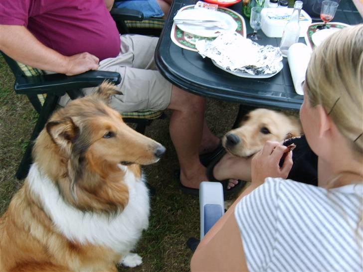 Collie langhåret Scarlett ( død 2010) - på camping med cesær billede 1