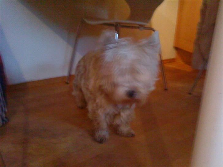 West highland white terrier Kni's Ficus Boucle(Viggo) - "her er jeg så !" billede 2