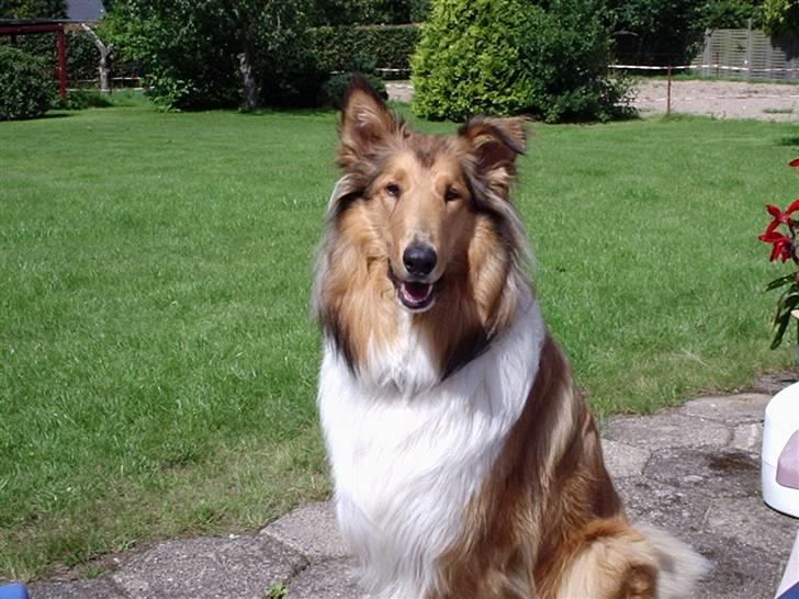 Collie langhåret Scarlett ( død 2010) - er jeg ikke skøn ??? billede 2