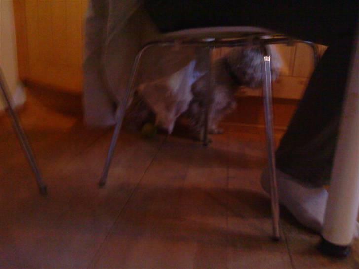 West highland white terrier Kni's Ficus Boucle(Viggo) -  - igen ;D billede 3