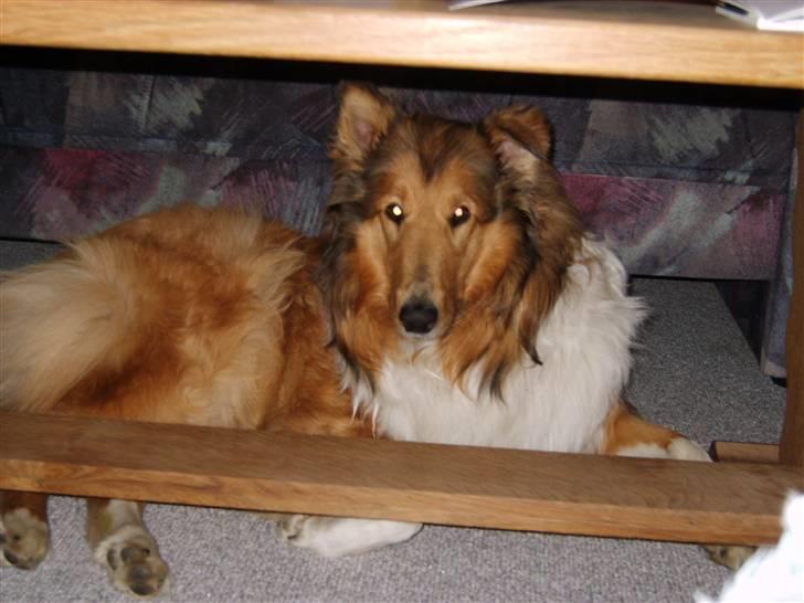 Collie langhåret Scarlett ( død 2010) - her ligger jeg og ser fjernsyn billede 3