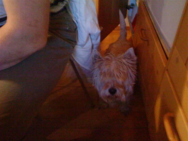 West highland white terrier Kni's Ficus Boucle(Viggo) - "jeg gemmer mig lieg ! 8)" billede 4