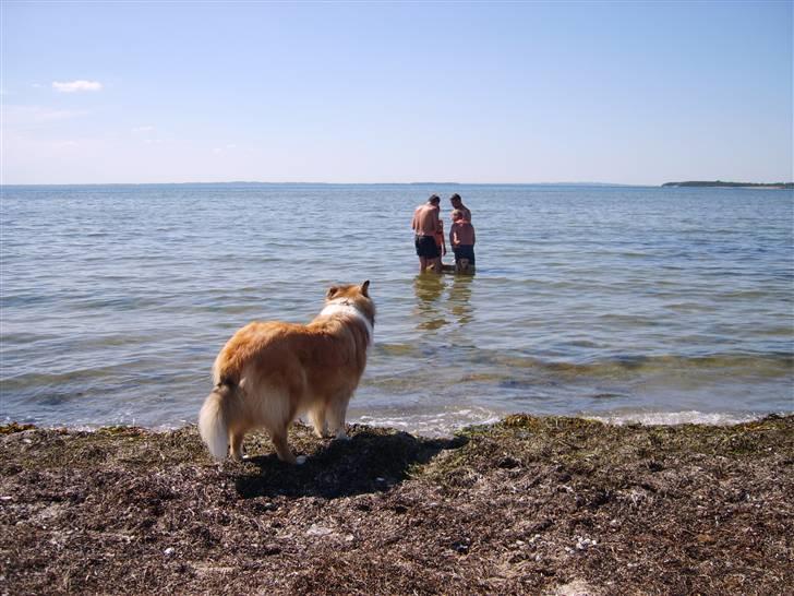 Collie langhåret Scarlett ( død 2010) - uha det ser vådt ud billede 4