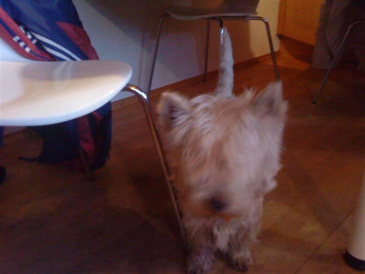 West highland white terrier Kni's Ficus Boucle(Viggo) - her er jeg nuser ikk´ ? billede 5