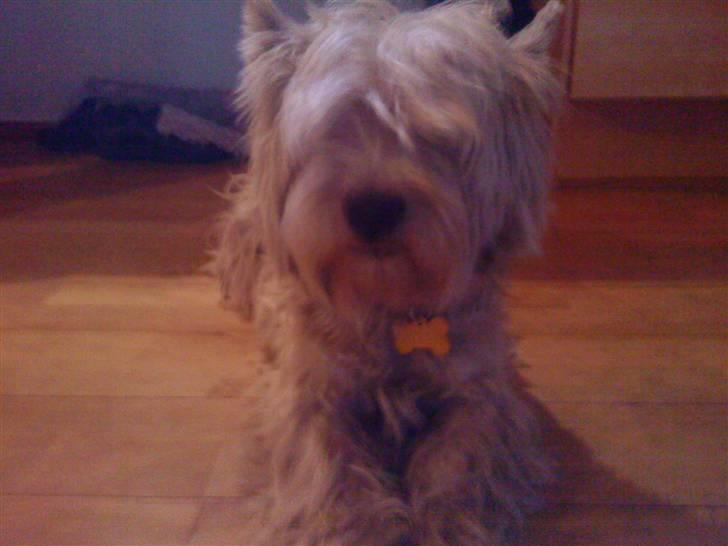 West highland white terrier Kni's Ficus Boucle(Viggo) billede 6