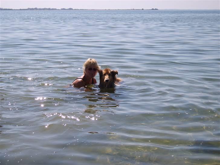 Collie langhåret Scarlett ( død 2010) - så fik de mig overtalt til at blive våd billede 5