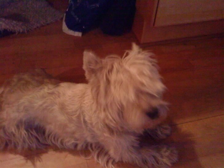 West highland white terrier Kni's Ficus Boucle(Viggo) - det er godt med en "slapper" billede 7