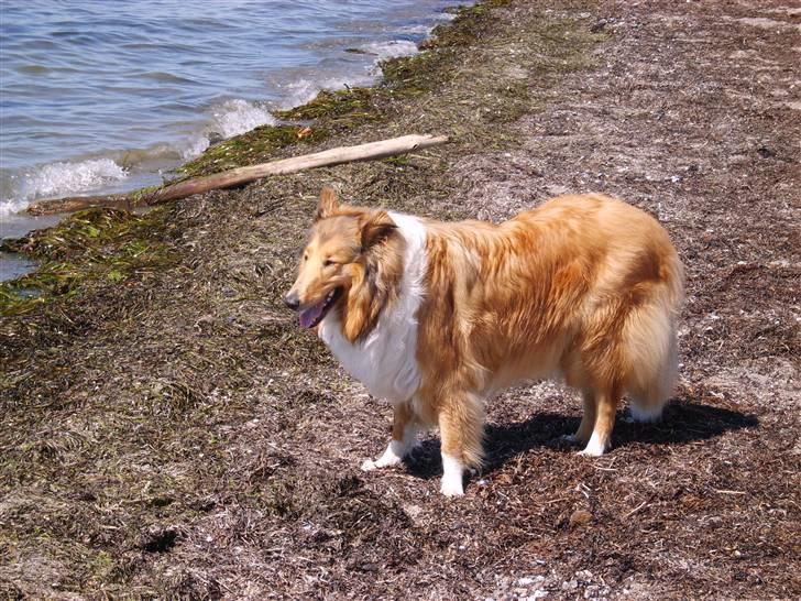 Collie langhåret Scarlett ( død 2010) - det er nu dejligst her på strandbredden billede 6