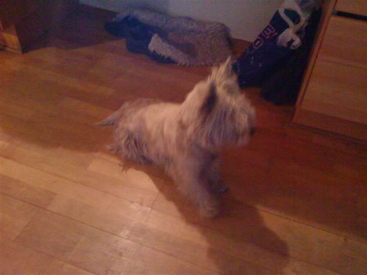 West highland white terrier Kni's Ficus Boucle(Viggo) - en lille lur ! billede 8