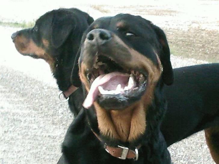 Rottweiler Britannia  billede 10