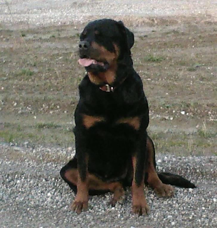 Rottweiler Britannia  billede 11