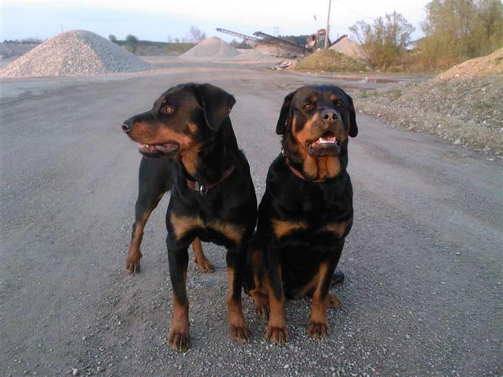Rottweiler Britannia  billede 12