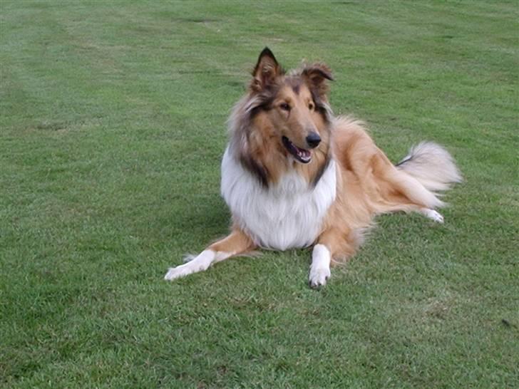 Collie langhåret Scarlett ( død 2010) - skønt at ligge lige i solen billede 7