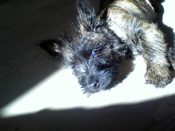 Cairn terrier Minnie billede 1