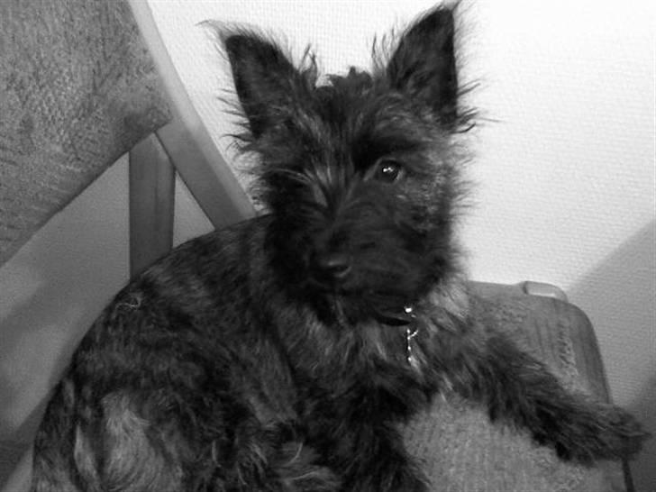 Cairn terrier Minnie billede 2