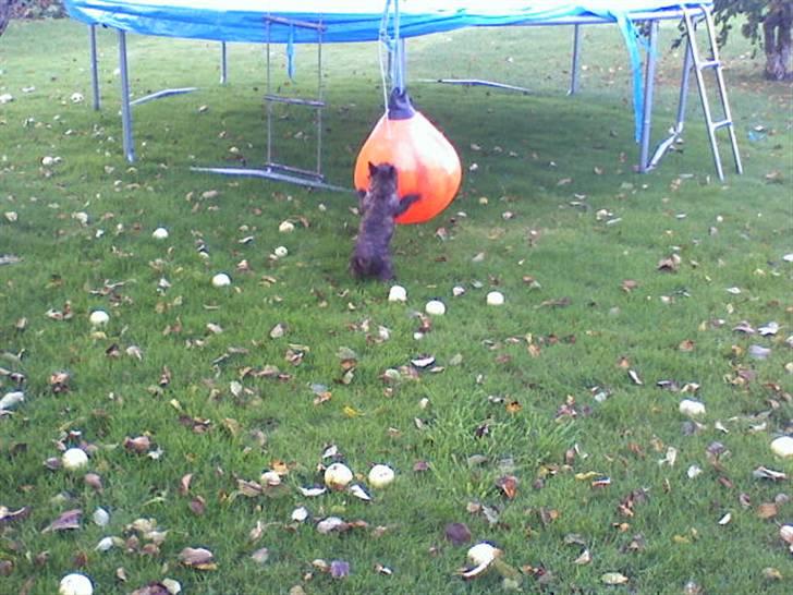 Cairn terrier Minnie billede 3