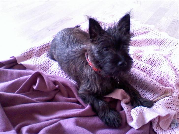 Cairn terrier Minnie billede 4