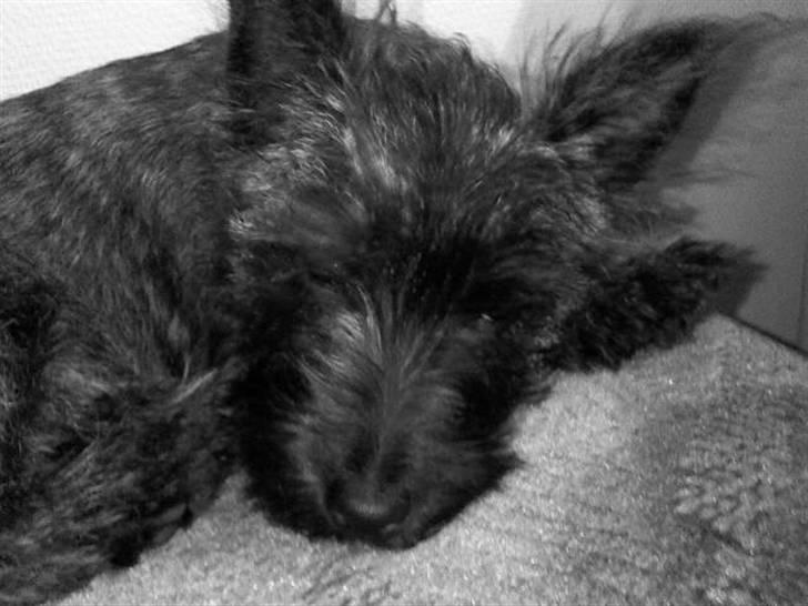 Cairn terrier Minnie billede 5