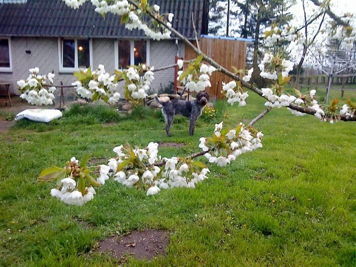 Ruhåret hønsehund † Fister † R.I.P. - smukt ;´) billede 6