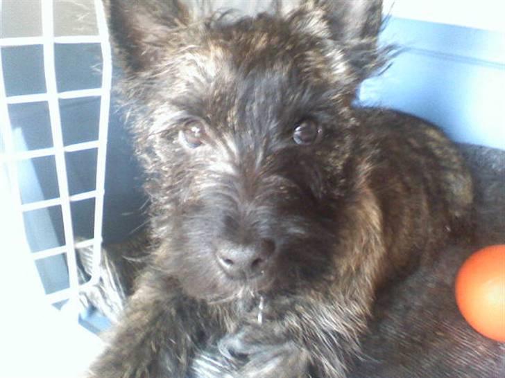 Cairn terrier Minnie billede 6