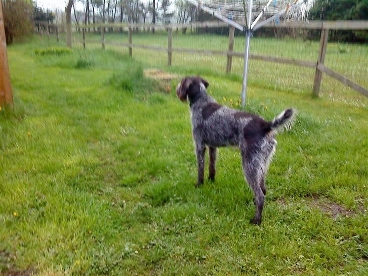 Ruhåret hønsehund † Fister † R.I.P. - hvad er der der dernede ? billede 7