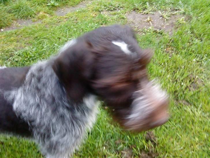 Ruhåret hønsehund † Fister † R.I.P. - flotte Fister ;D billede 8