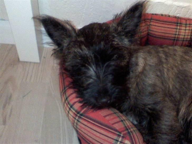 Cairn terrier Minnie billede 7