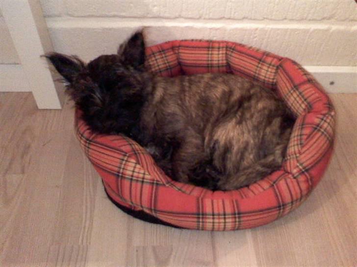 Cairn terrier Minnie billede 8