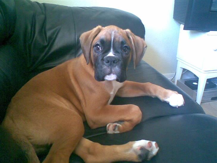 Boxer FREY billede 1