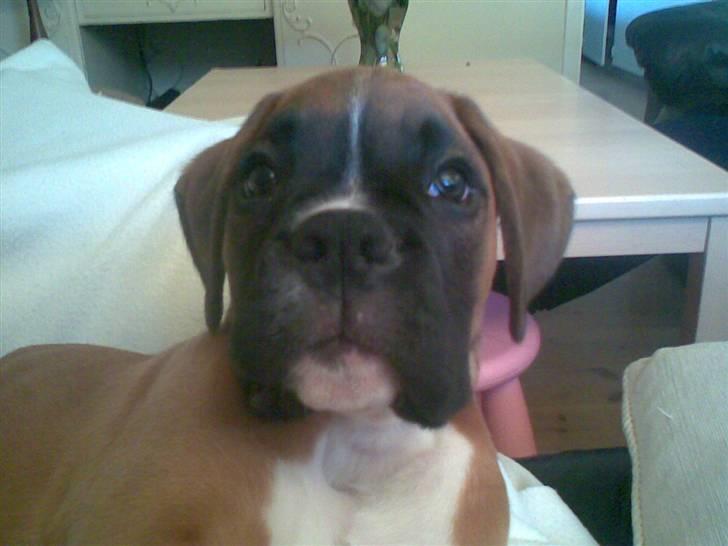 Boxer FREY billede 2