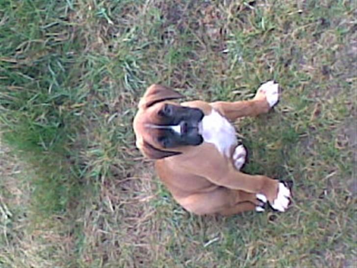 Boxer FREY billede 3