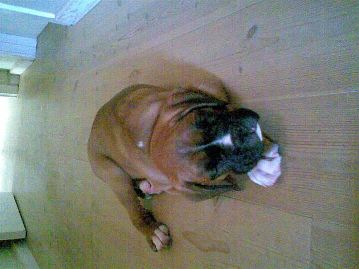 Boxer FREY billede 4