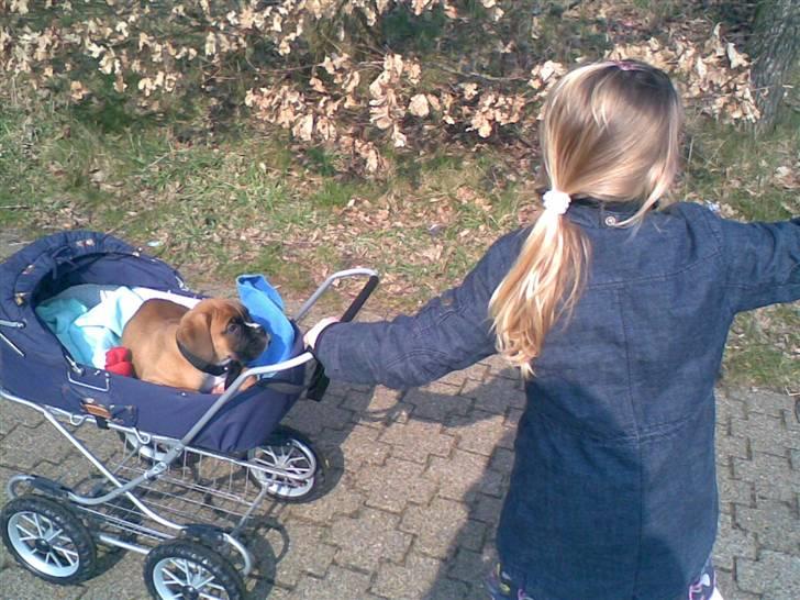 Boxer FREY billede 5