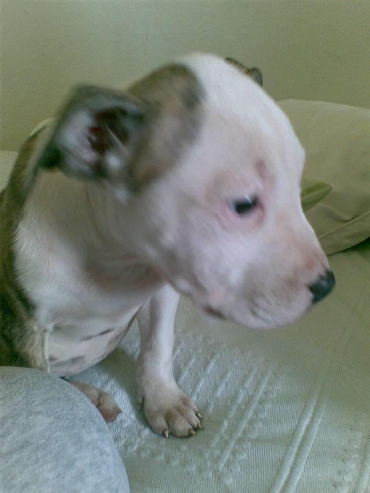 Blanding af racer taiki billede 1