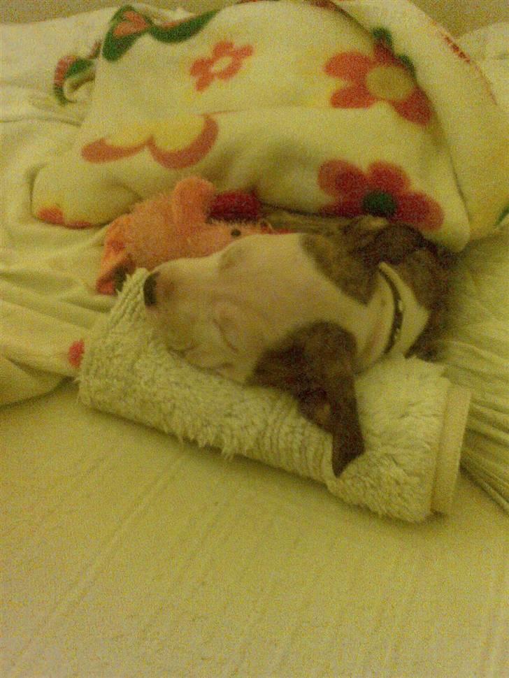 Blanding af racer taiki billede 2