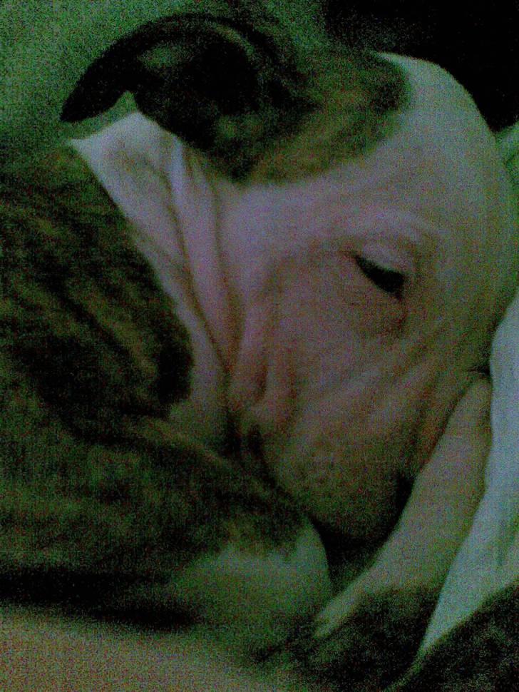 Blanding af racer taiki billede 3