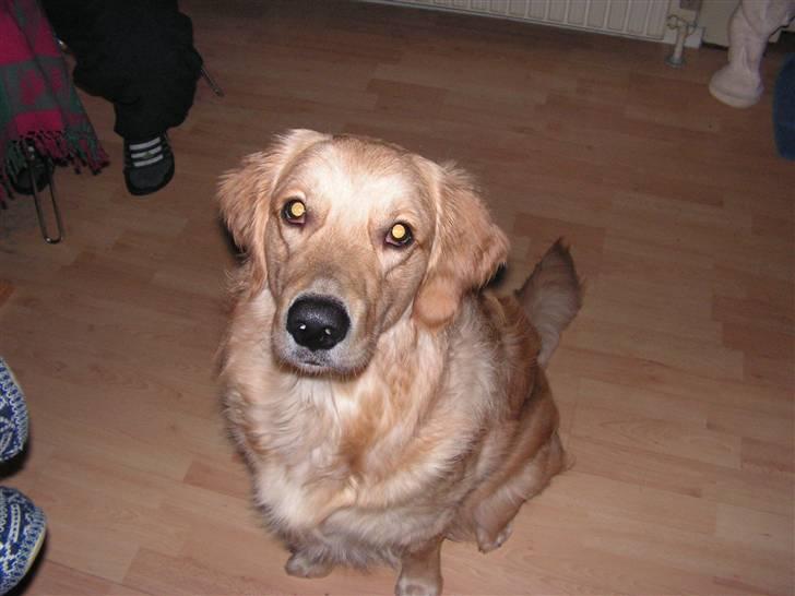 Golden retriever | Zento -  billede 1