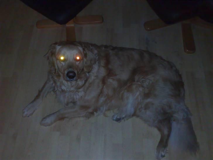 Golden retriever | Zento -  - Når han slapper af på stuegulvet :P billede 2