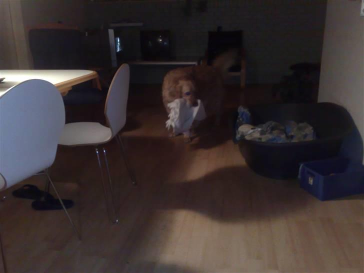 Golden retriever | Zento -  - Som i ser tager han tæpper.... billede 3