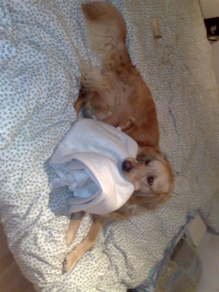 Golden retriever | Zento -  - med i seng :P billede 4