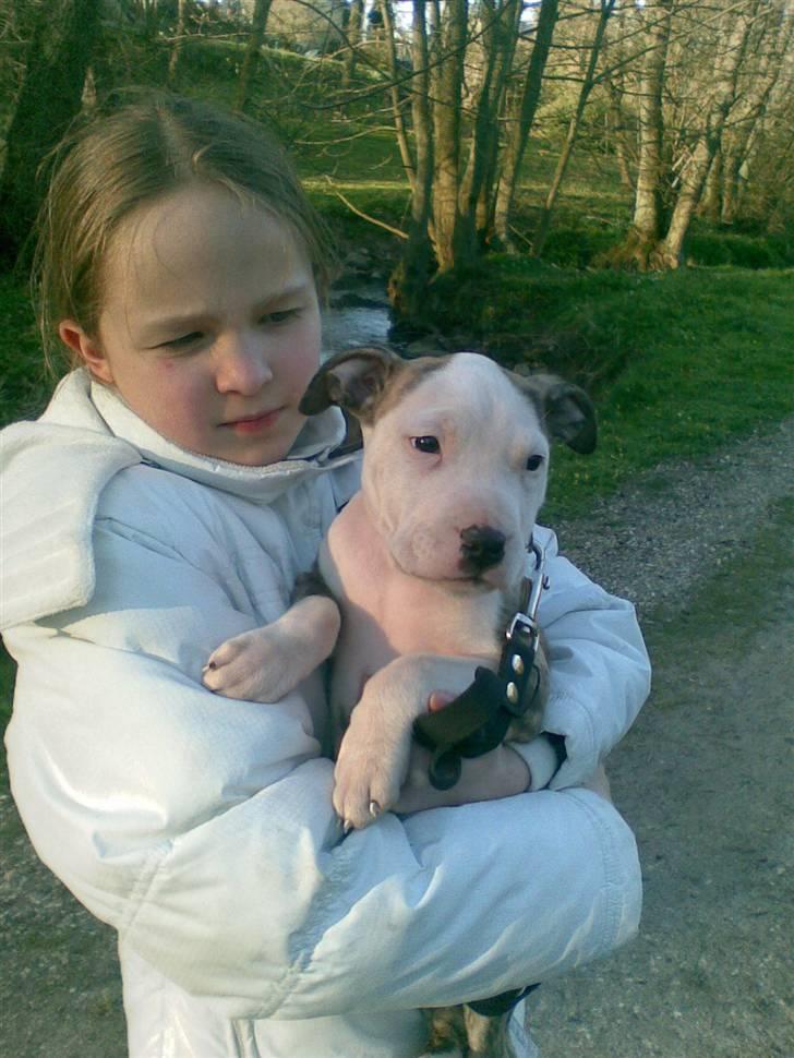 Blanding af racer taiki billede 4