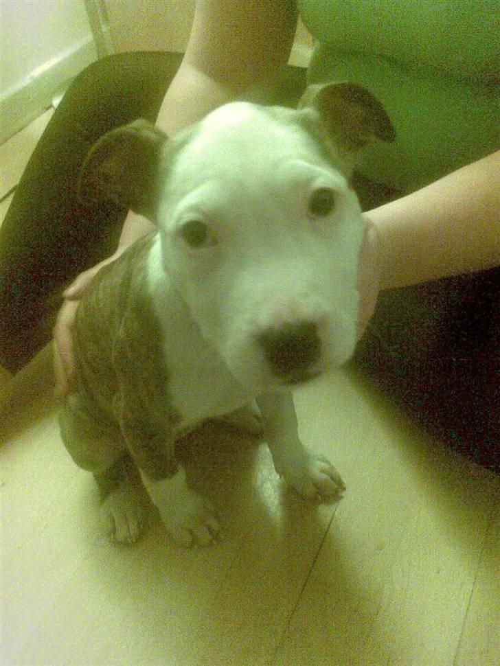 Blanding af racer taiki billede 5